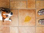 ImageDog incontinence