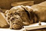 Senior Dog
