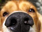 Dog nose close up