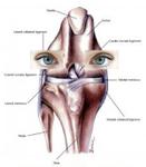 ACL-Eyes