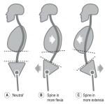 Fascia