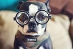 dog-in-glasses