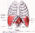 Diaphragm