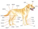 Acupoints
