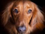 Sad Dachshund