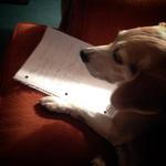 Dog Notes