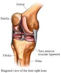 Patella