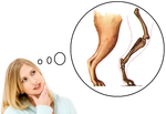 Dog 'knees'!