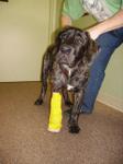 Dog in Brace