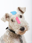 Kinesiology Tape