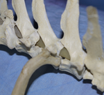 Ribs joints