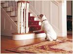 Doggy indoor exercises