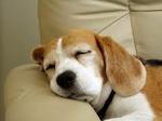Sleeping Dog