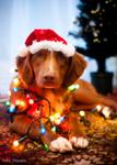 Christmas Dog