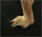 Hairy Foot