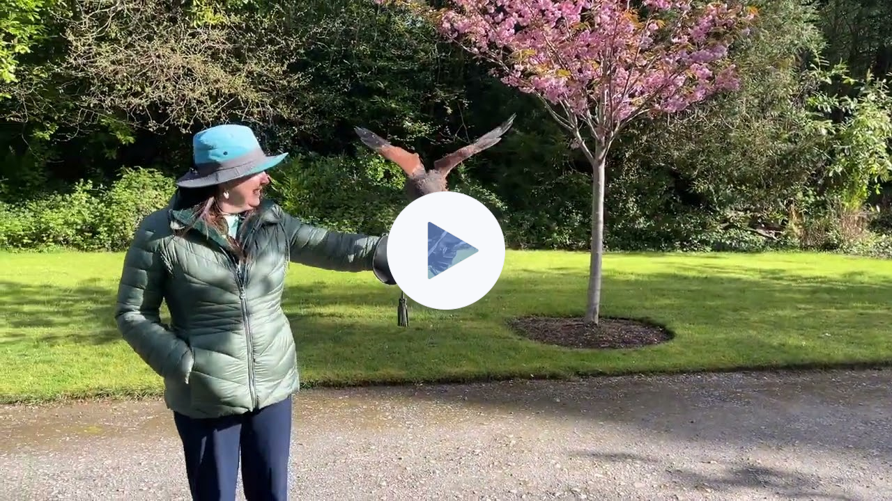 Flying with Inca and Tommy at the Ireland School of Falconry at Ashford Castle 2023