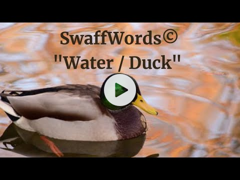 Water / Duck