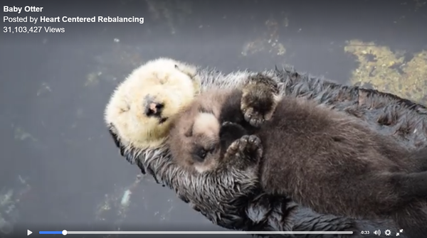 Most Adorable - 1 Day Old Baby Otter Sleeping on Mom