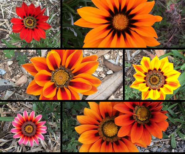 South African Daisies - Gazanias