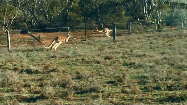 Catching up to Roos on the run