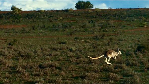 Racing next to a Kangaroo