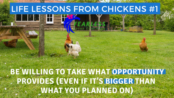 Life Lessons from Chickens #1