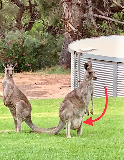 My Yard Roo Has a Joey