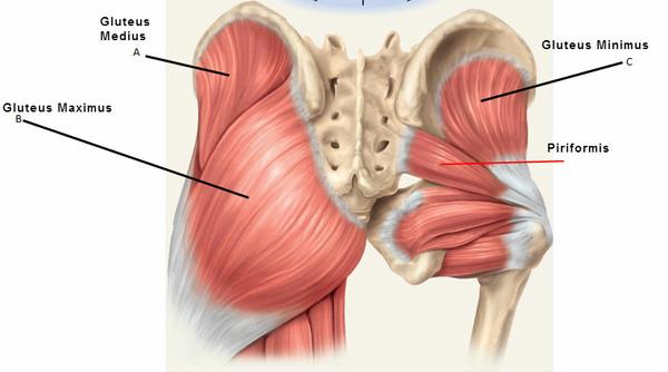 Piriformis and Gluteals