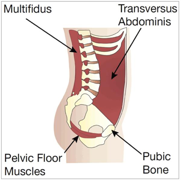 The Psoas