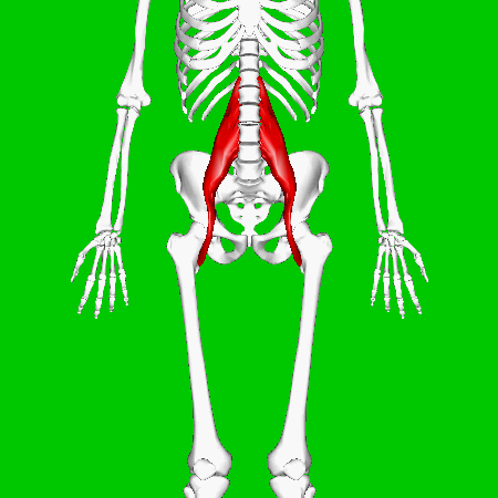 The Psoas