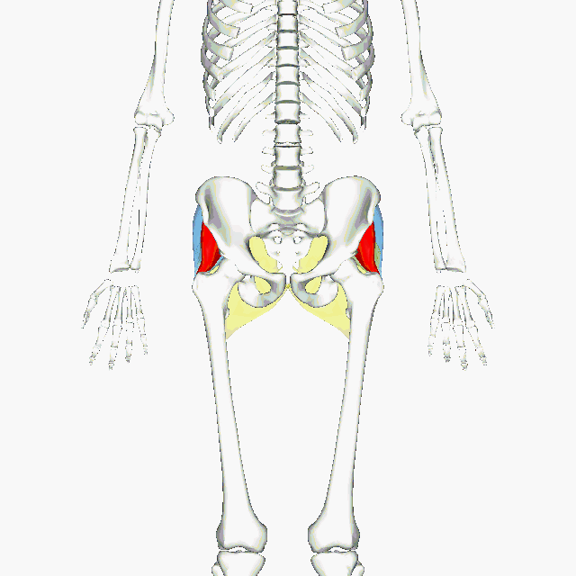 The Psoas