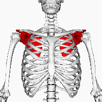 The Shoulder