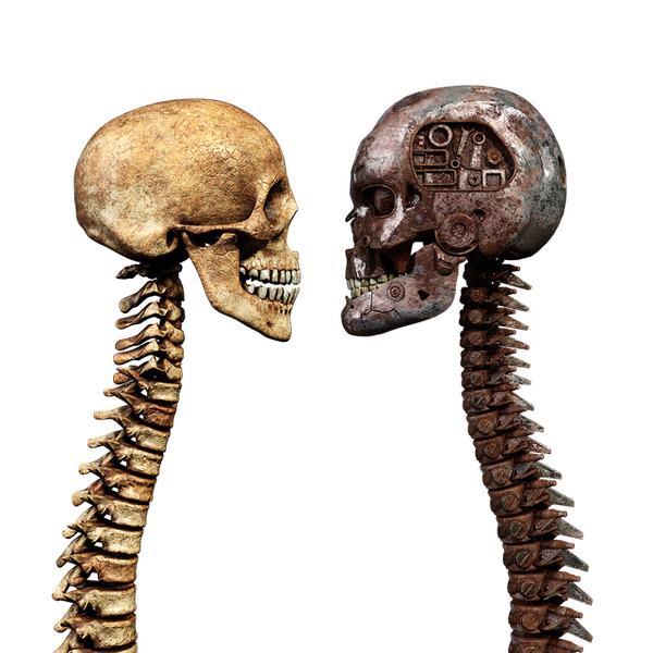 Two skeletons next to one another showing a skull and the neck bones.