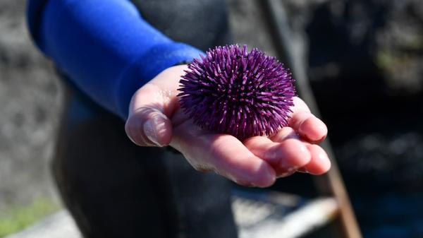urchin