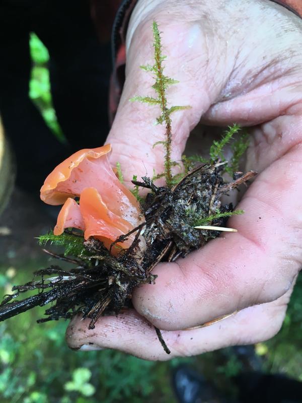 jelly fungus