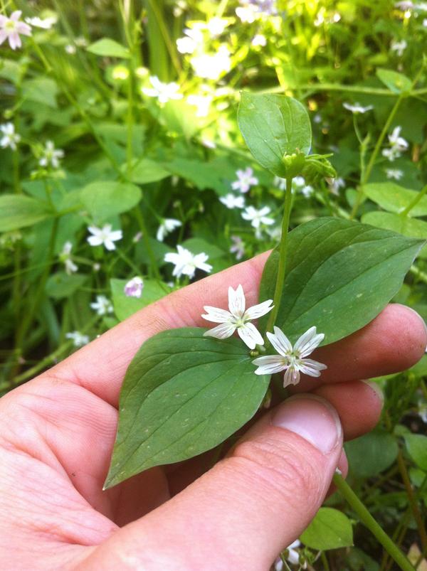Siberian miner's lettuce