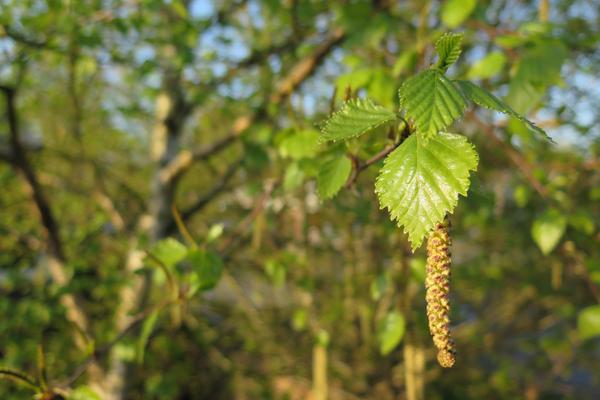 birch leaves
