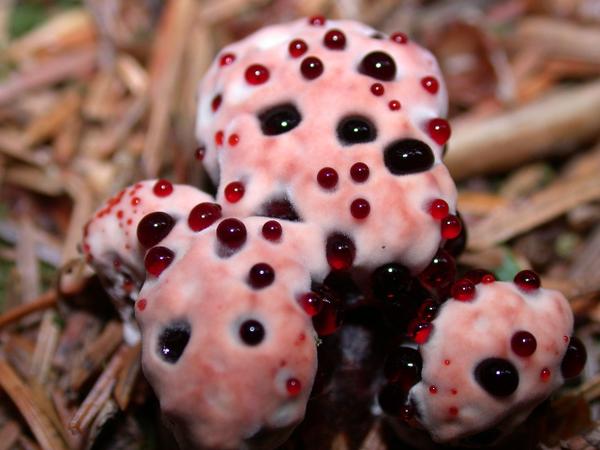 bears head mushroom