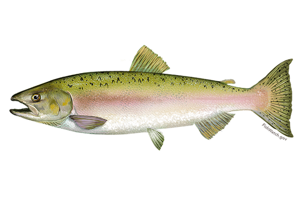 salmon