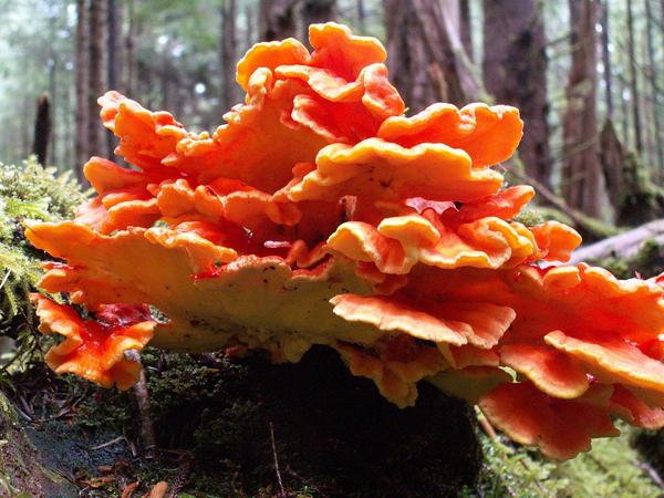 Laetiporus conifericola