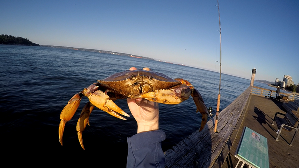Crab catching
