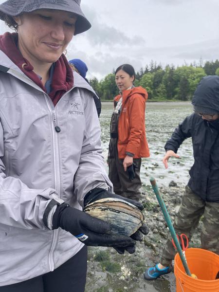 gaper clam dig