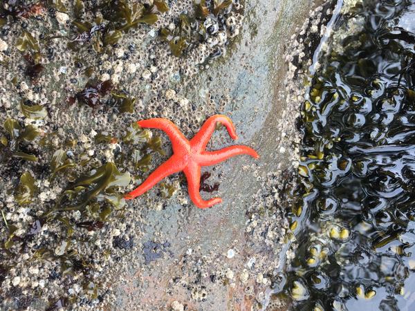 starfish