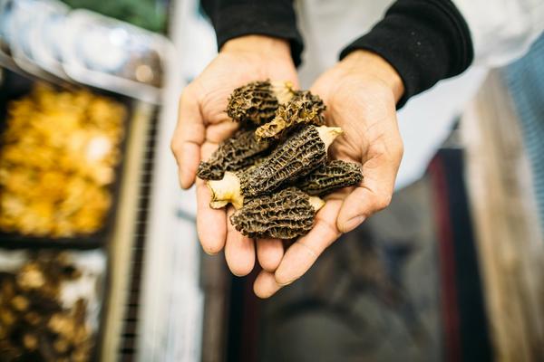 morels