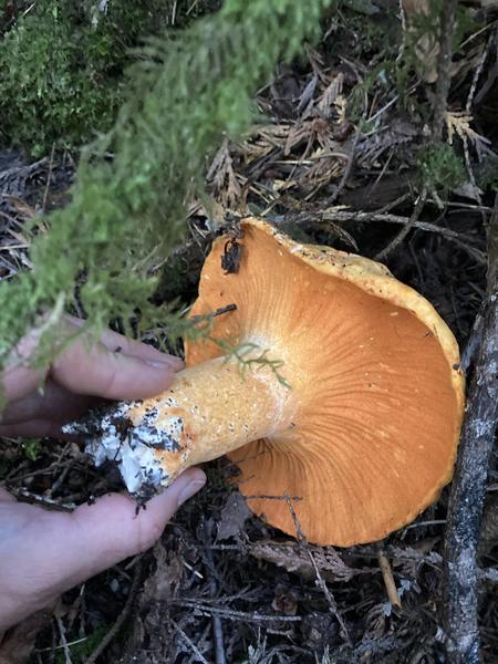 cheese melt