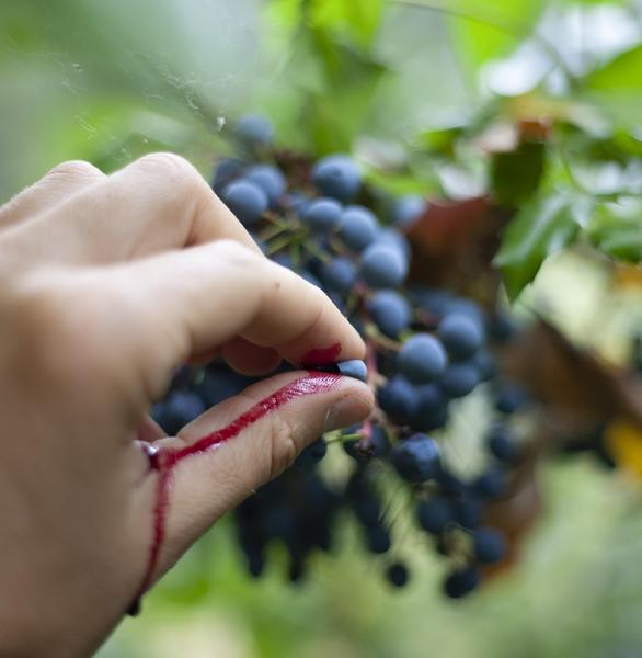 oregon grape