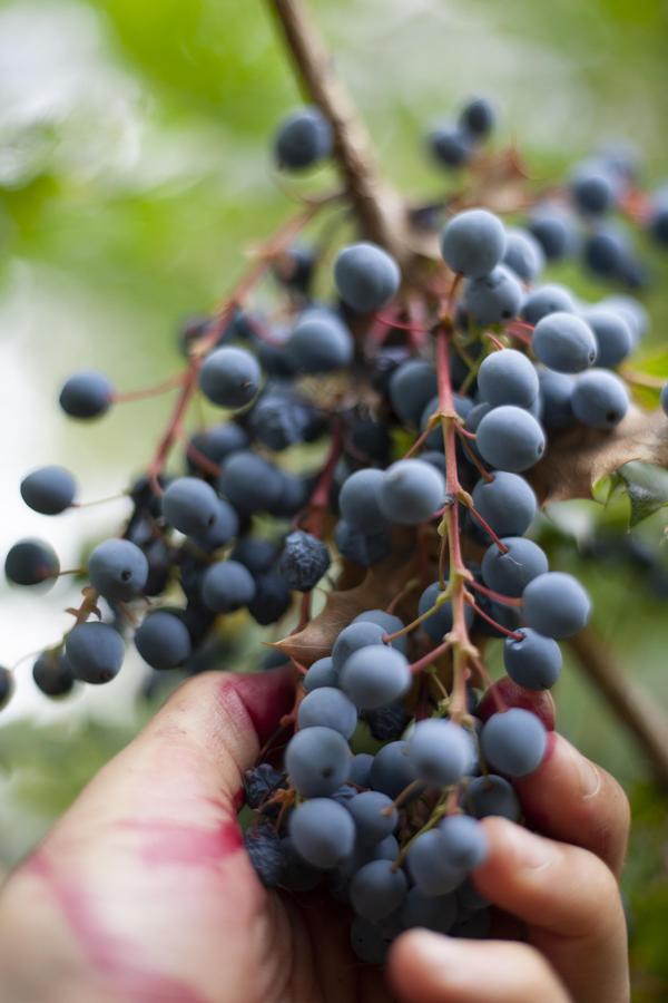 Oregon grape berries