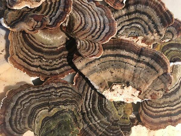 Turkey tail mushroom