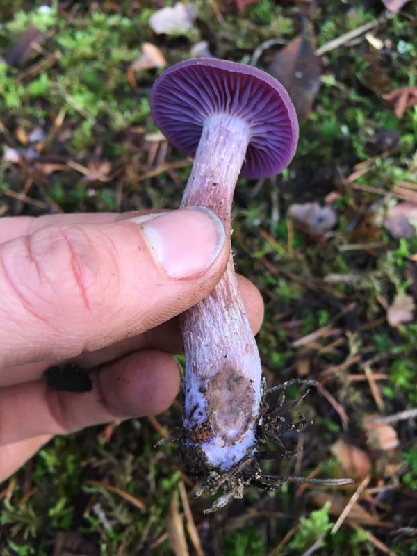 Edible Amethyst Laccaria