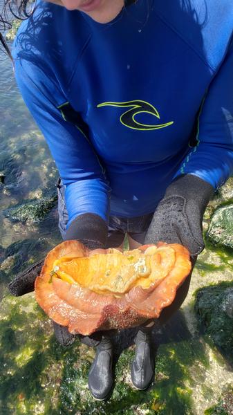 gumboot chiton